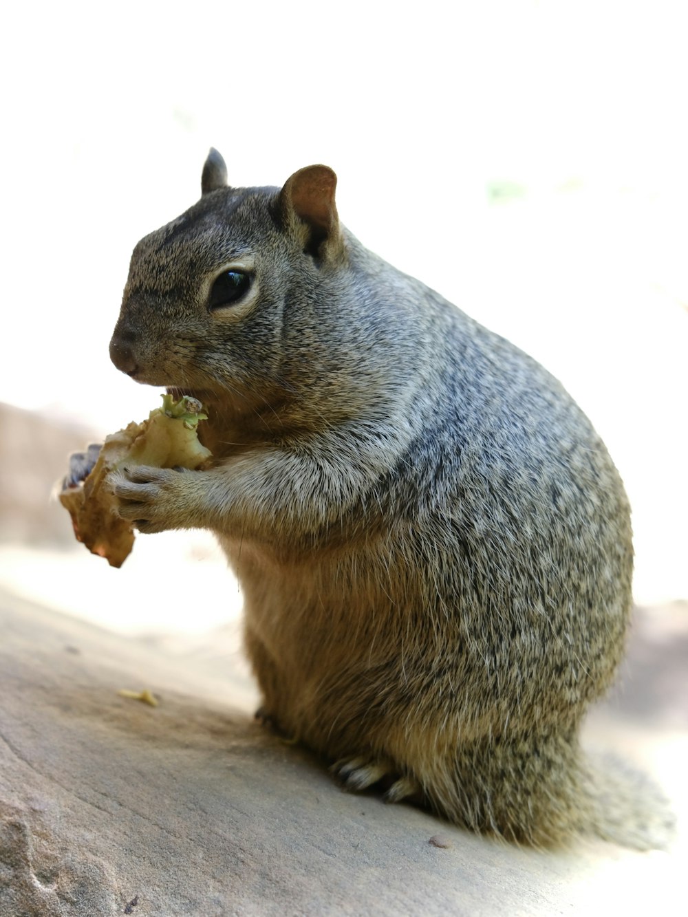 a squirrel is eating a piece of food