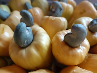 A close-up of multiple cashew fruits with their attached cashew nuts. The fruits are yellowish-orange in color, and the nuts are grey with some visible water droplets on them. The scene is well-lit, highlighting the textures and colors of the fruits and nuts.