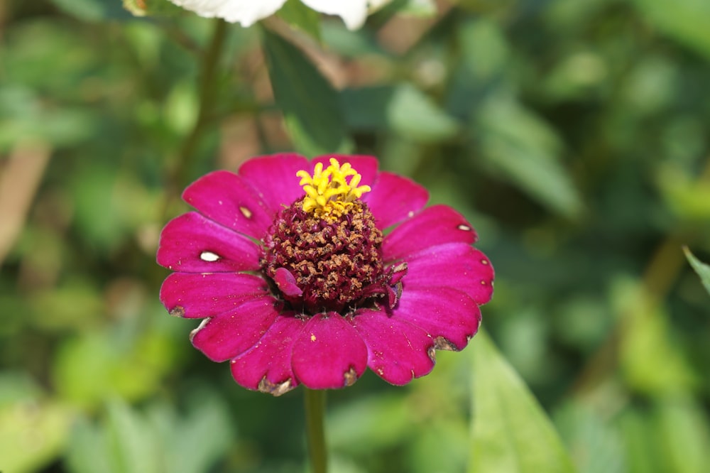 a close up of a pink flower with a yellow center