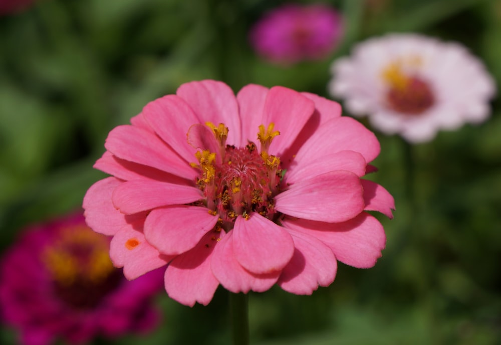 a close up of a pink flower with other flowers in the background