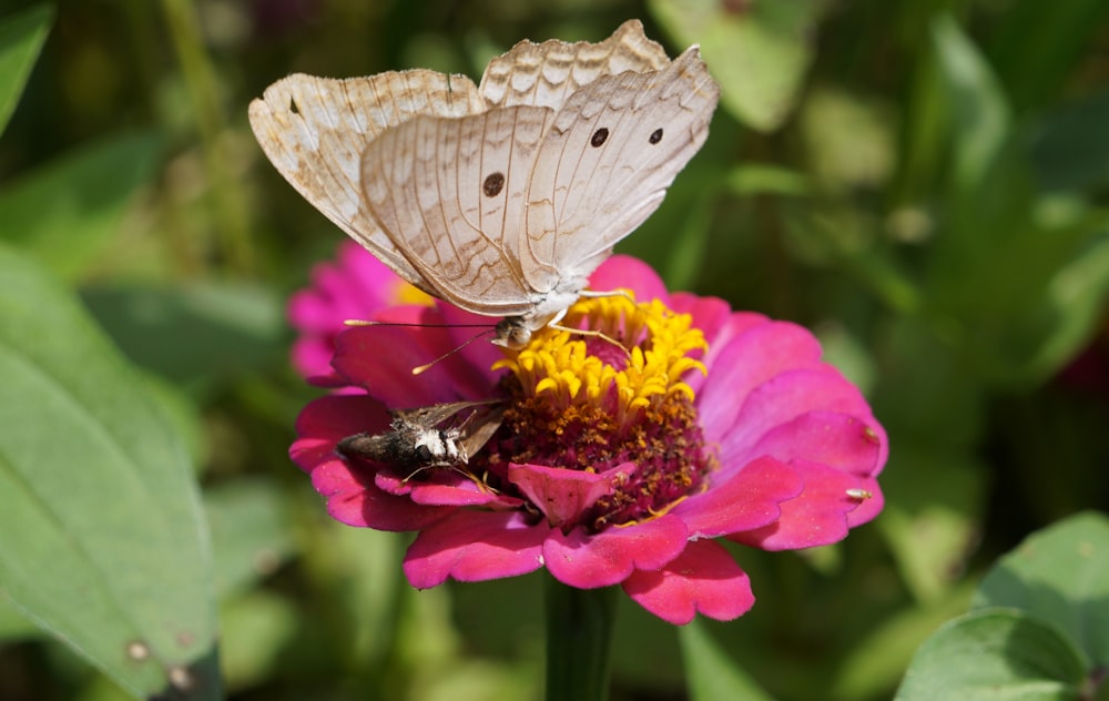 a white butterfly sitting on top of a pink flower