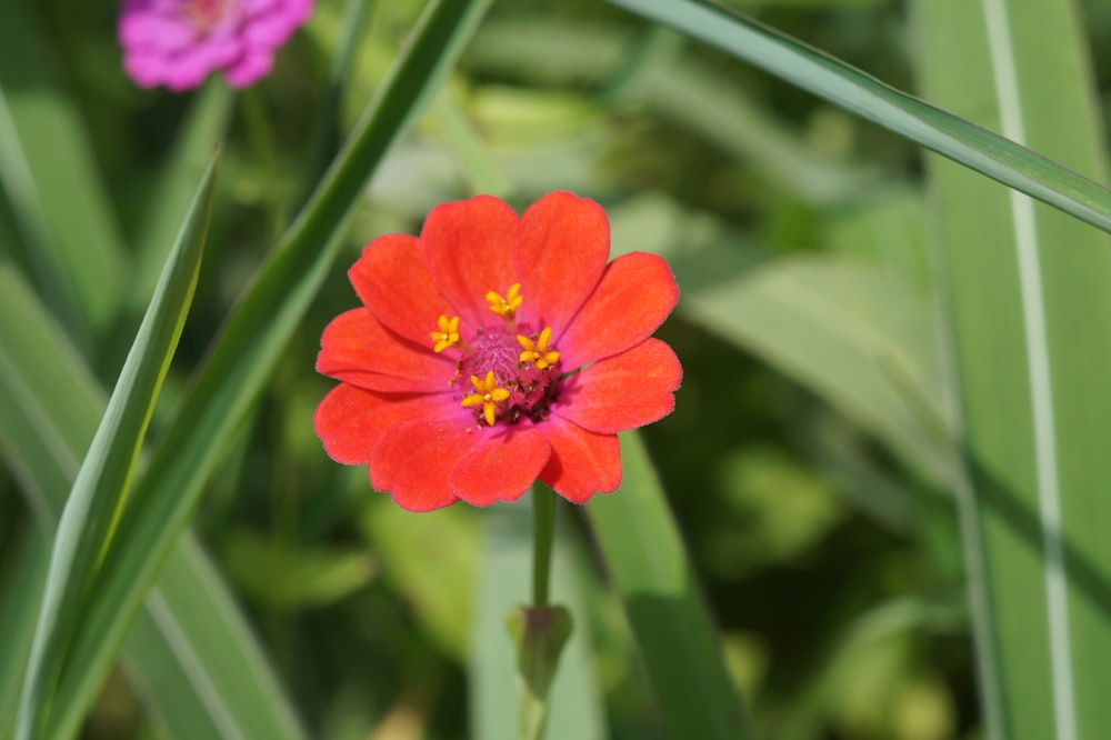 a red flower with a yellow center surrounded by green grass
