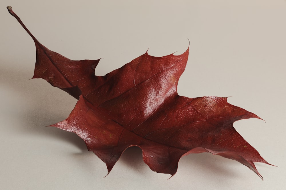 a single red leaf laying on a white surface