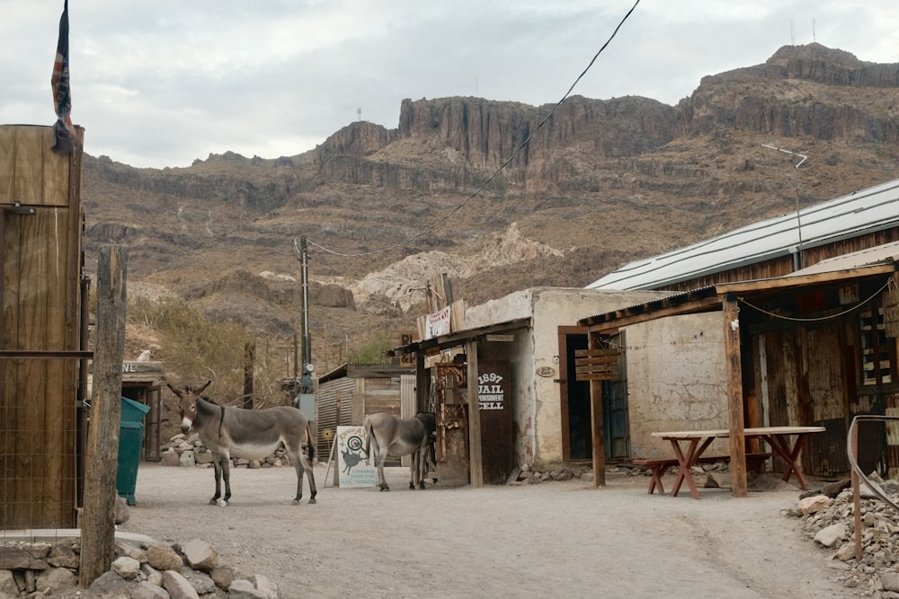 a donkey is walking down a dirt road