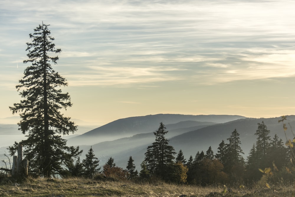 a view of a mountain range with a tree in the foreground