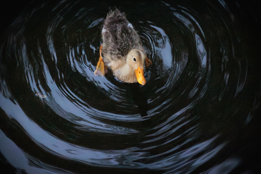 a duck swimming in a pond with a fish in it's mouth