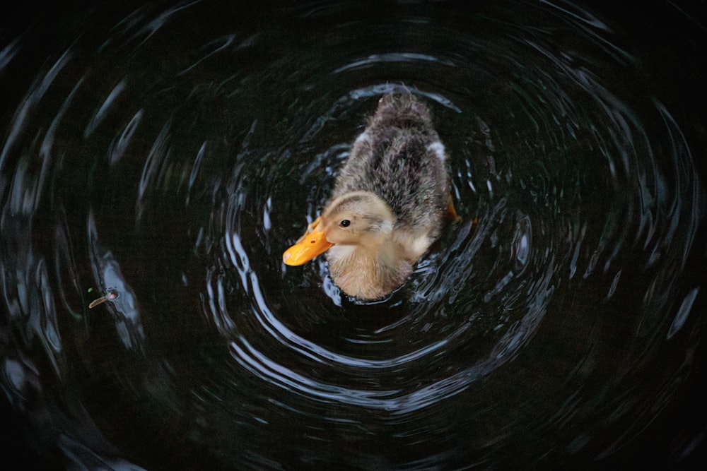 a duck floating in the middle of a body of water