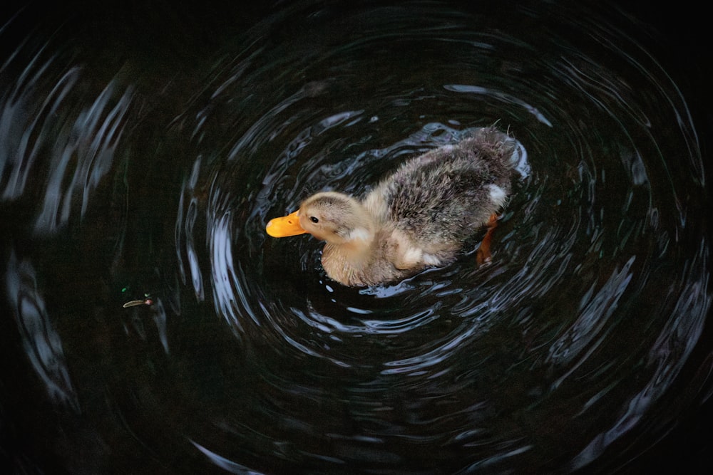 a duck floating on top of a body of water