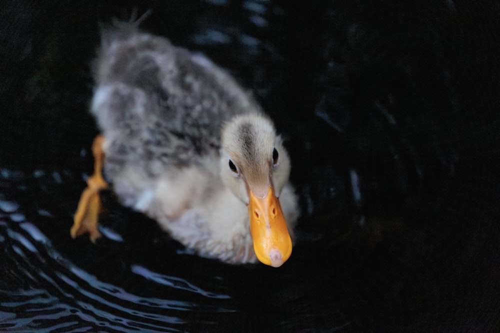 a duck floating on top of a body of water