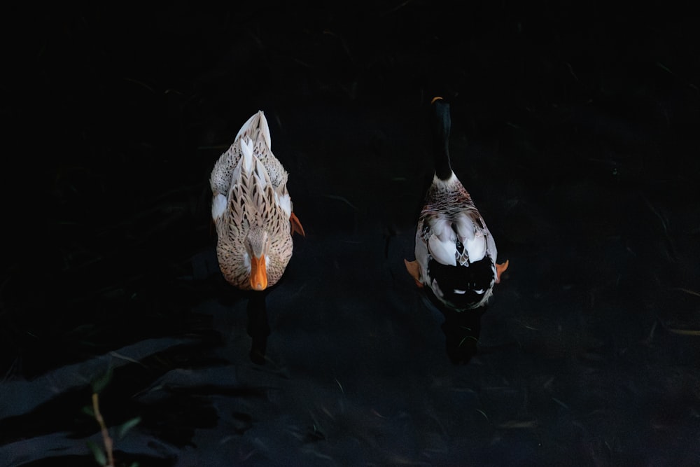 a couple of ducks floating on top of a body of water