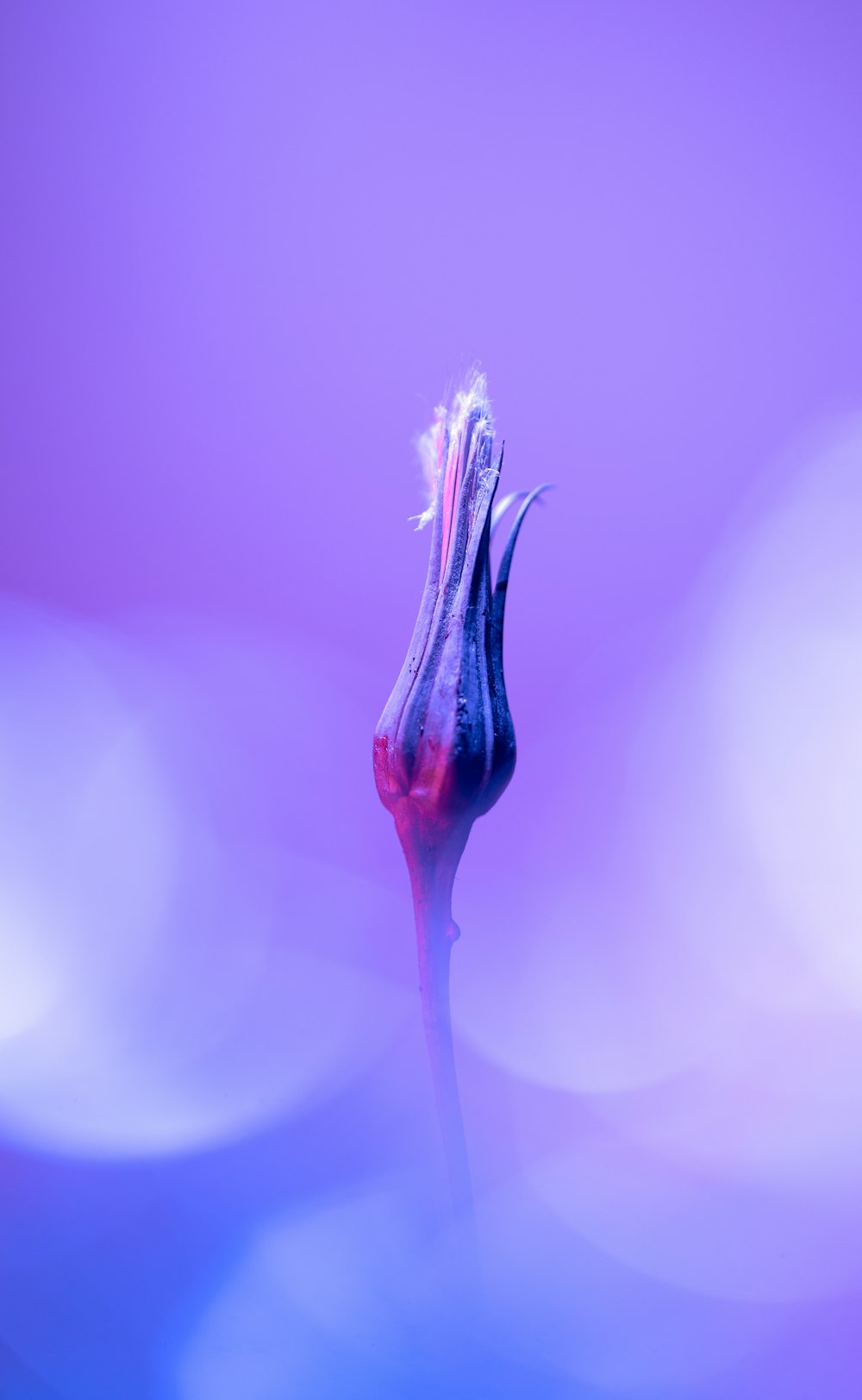 a purple flower with a blurry background