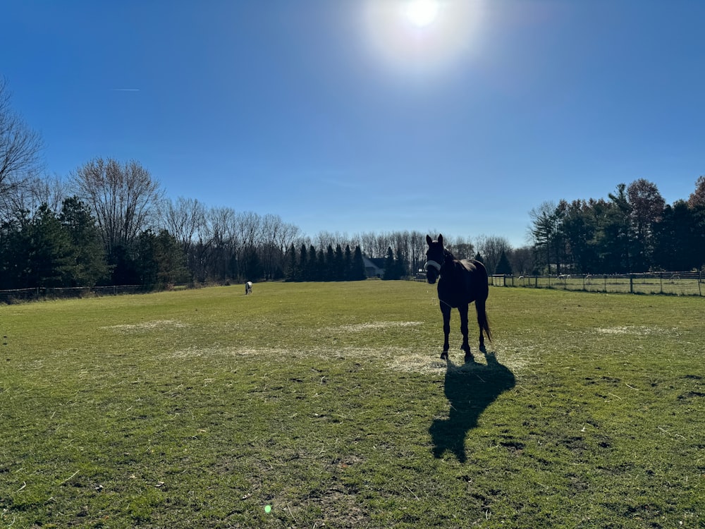 a horse standing on top of a lush green field