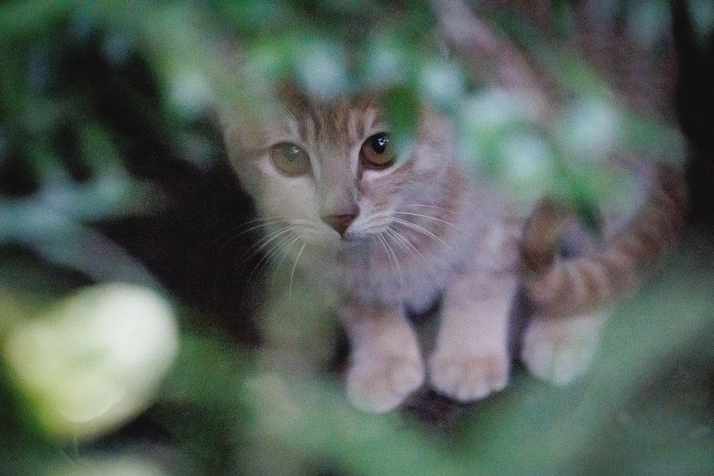 a cat is sitting in a tree looking at the camera