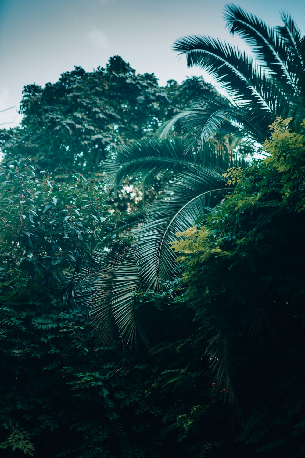 a view of a lush green forest from below