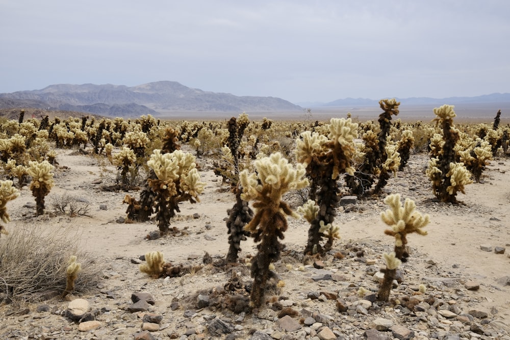 a large group of cactus plants in the desert