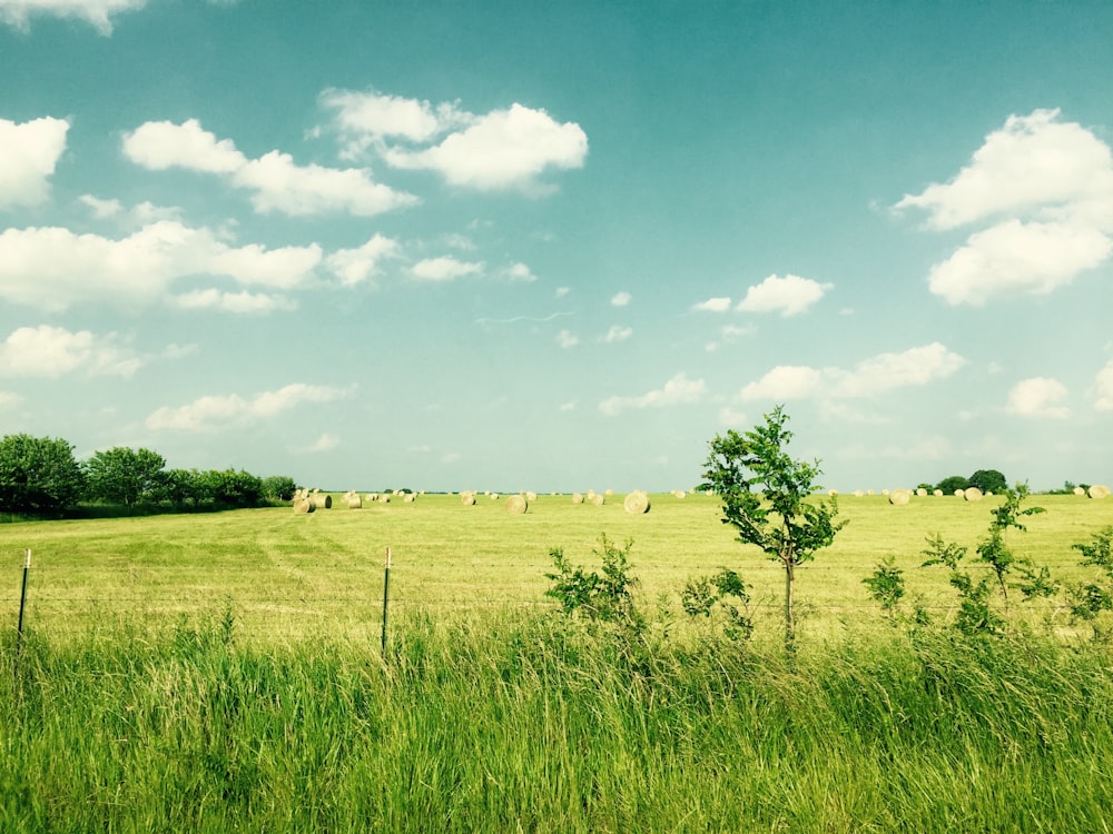 a field of grass with a fence and trees in the background