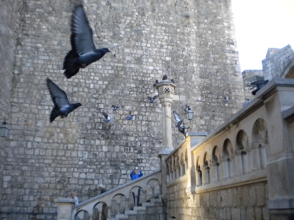 a flock of birds flying over a stone building