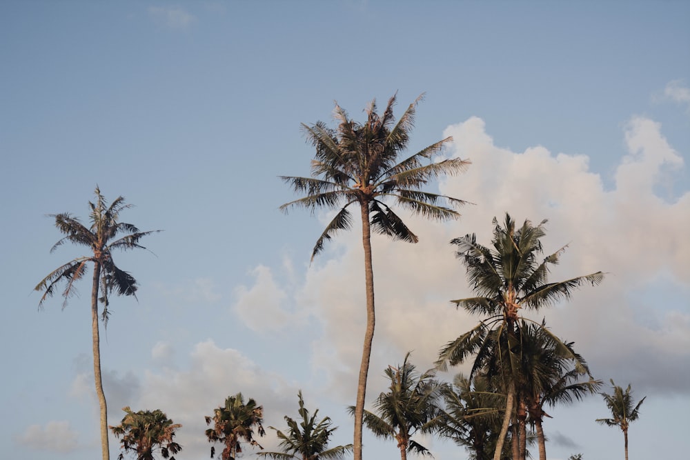 a group of palm trees against a blue sky