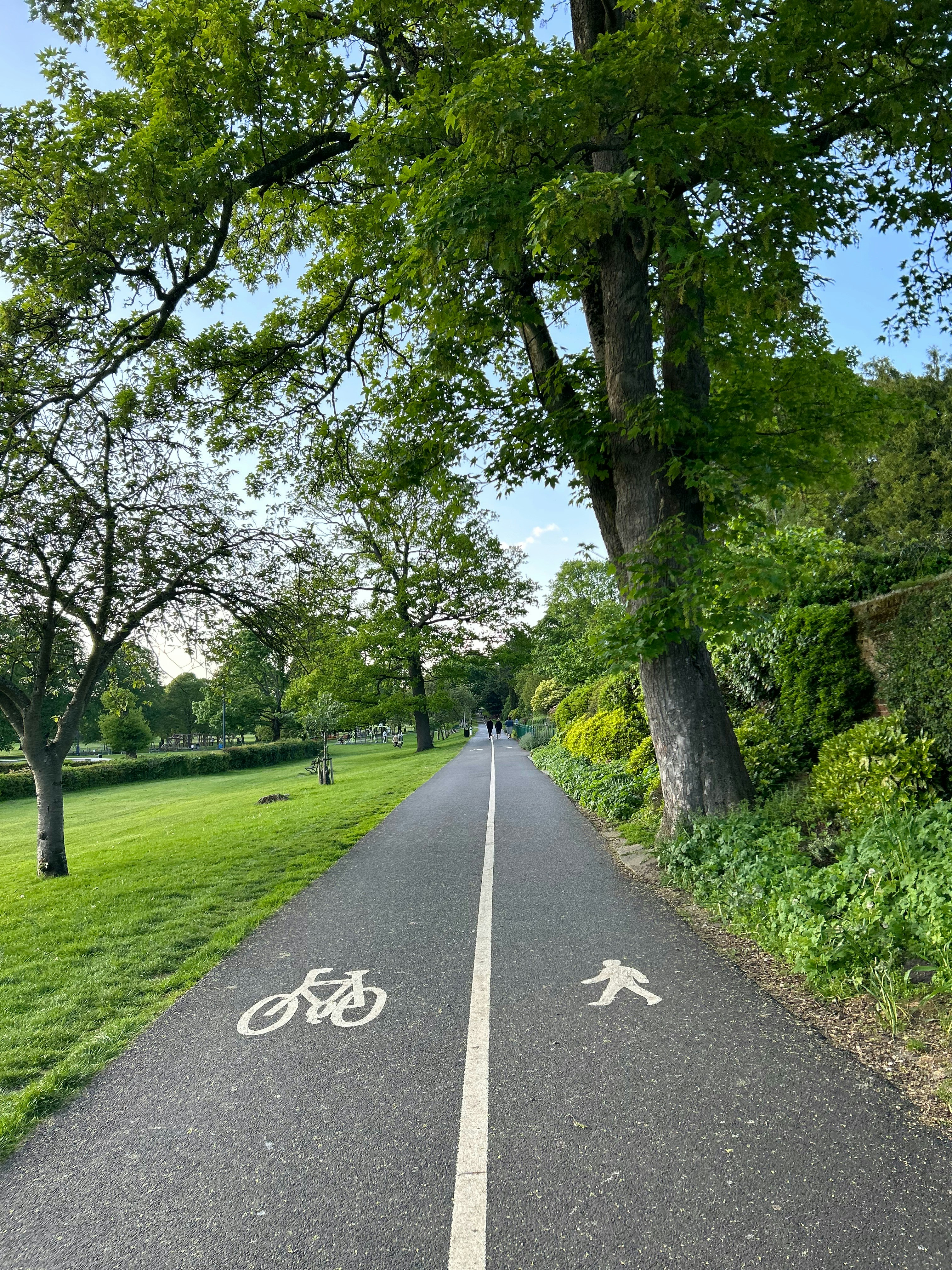 a bike lane with trees on both sides of it
