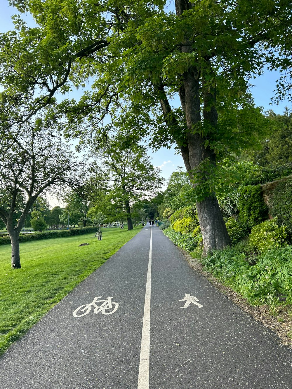 uma ciclovia com árvores em ambos os lados