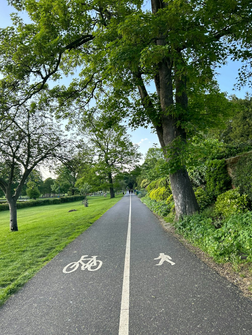 a bike lane with trees on both sides of it