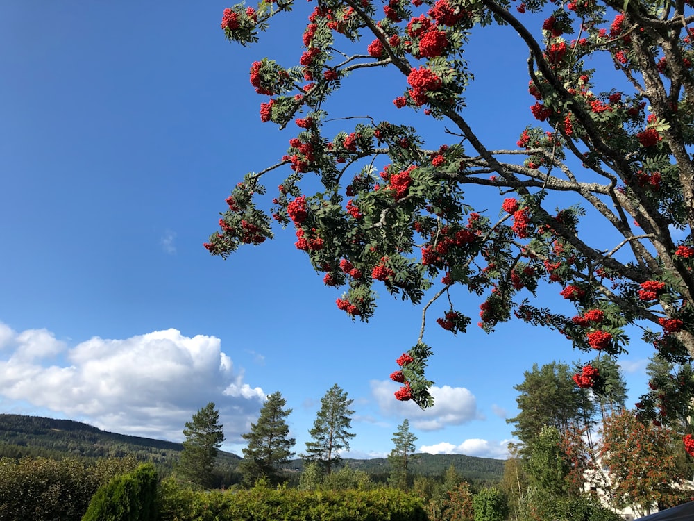 a tree with red flowers in the middle of a field