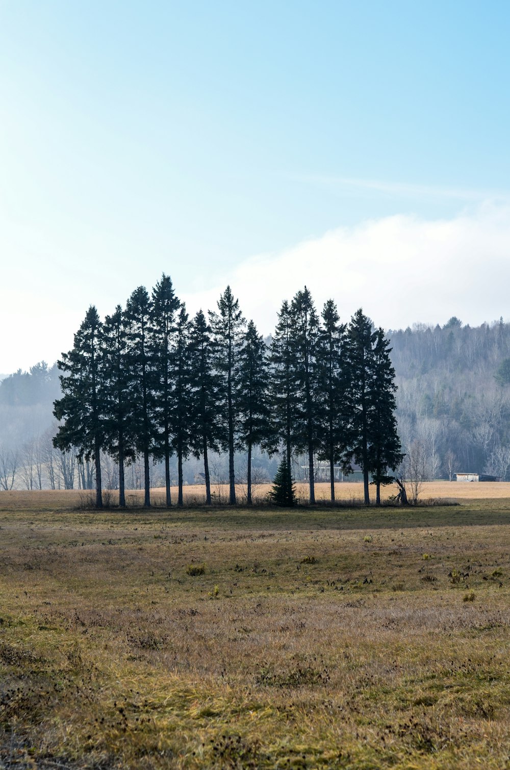 a group of trees in a field with a mountain in the background