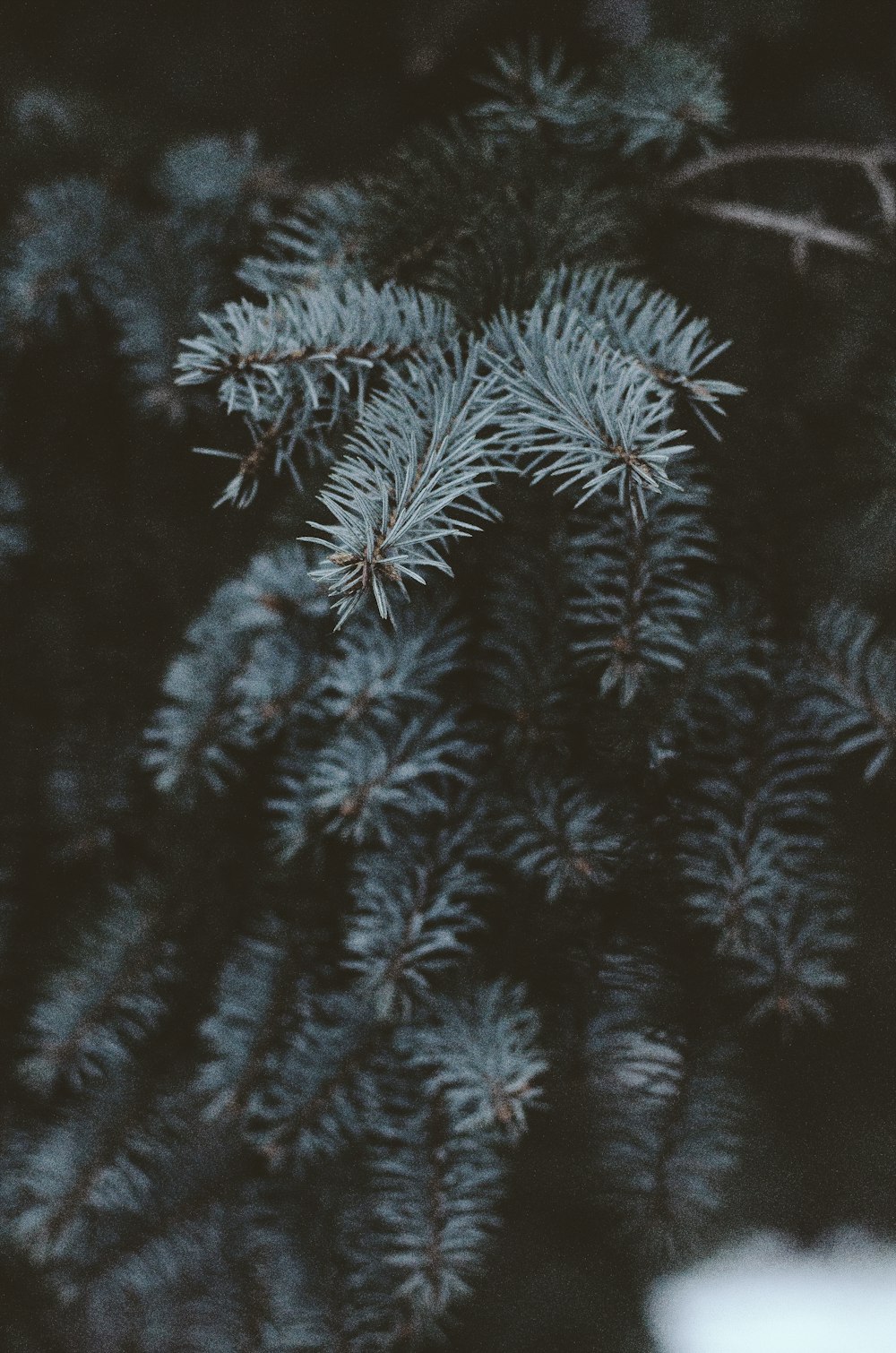 a close up of a pine tree branch