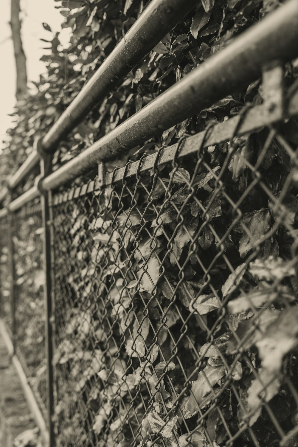 a black and white photo of a fence covered in vines