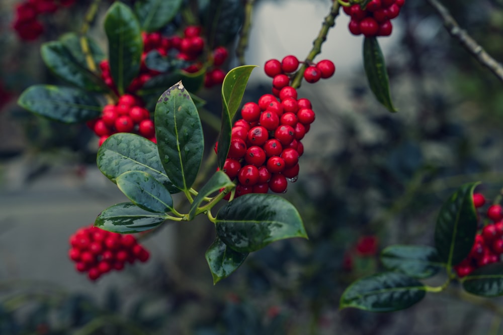 a bush with red berries and green leaves