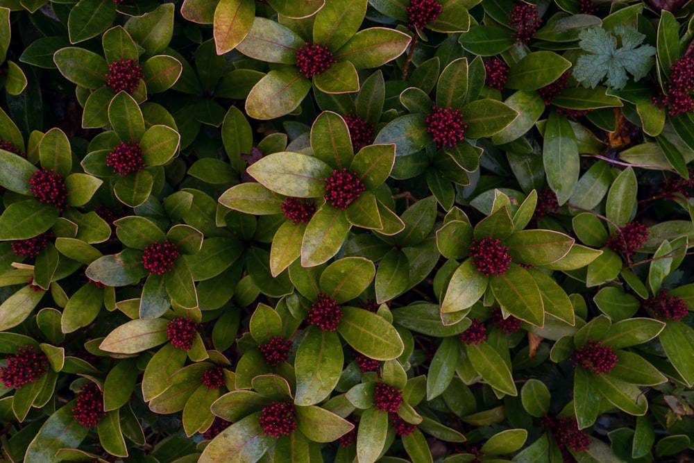 a close up of a bunch of green leaves