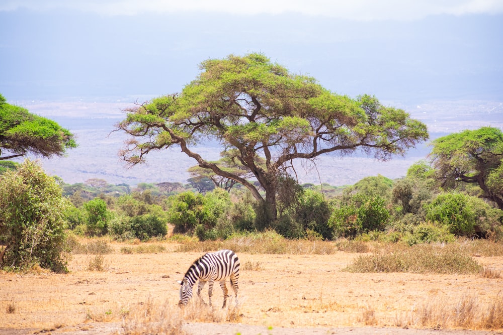 a zebra grazing in a field with trees in the background