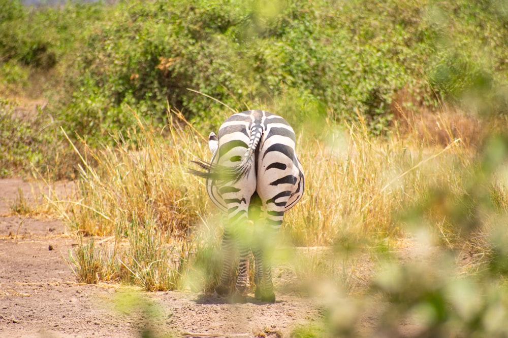 a zebra standing in the middle of a field