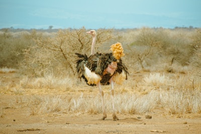 An ostrich stands in a dry, sparse landscape dominated by beige and brown tones. The bird has a fluffy, dark plumage with contrasting lighter underparts, and it is gazing into the distance, surrounded by scattered bushes and an expansive arid land.