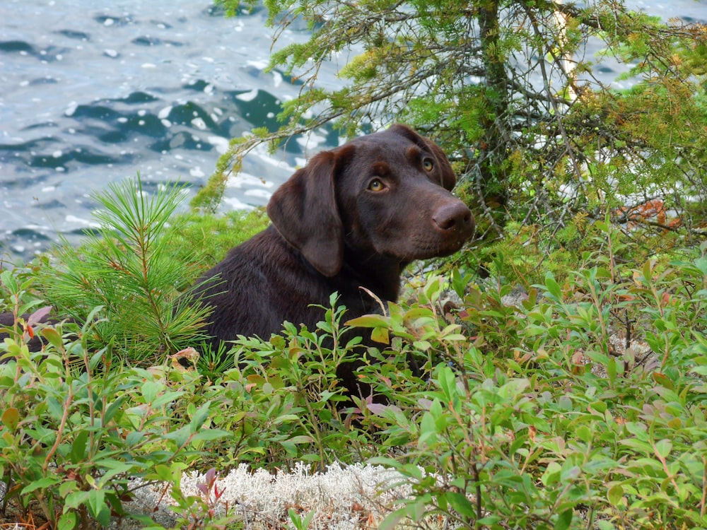 a black dog is sitting in the bushes by the water
