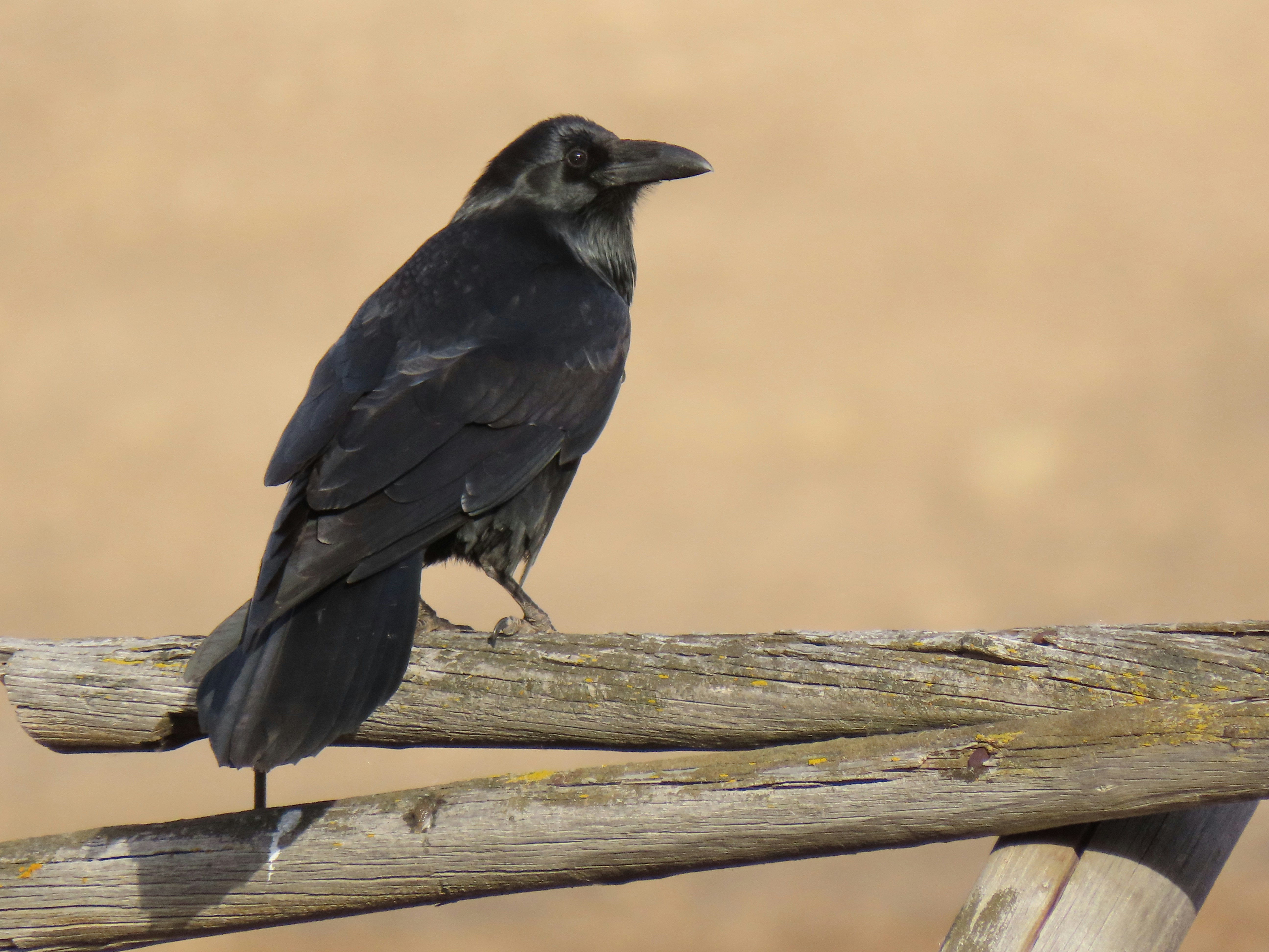 Photo by marchingnapkin