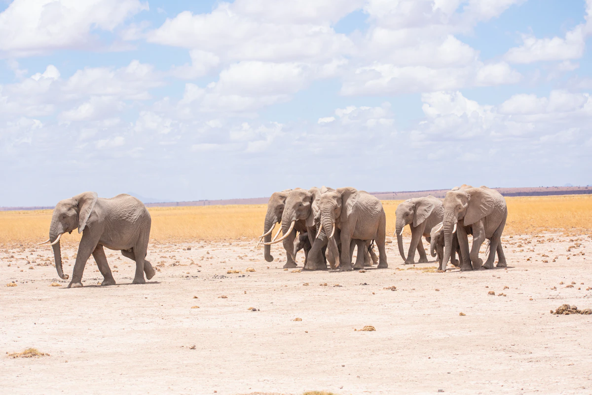 Amboseli · Dry Plains — Kenya travel experience