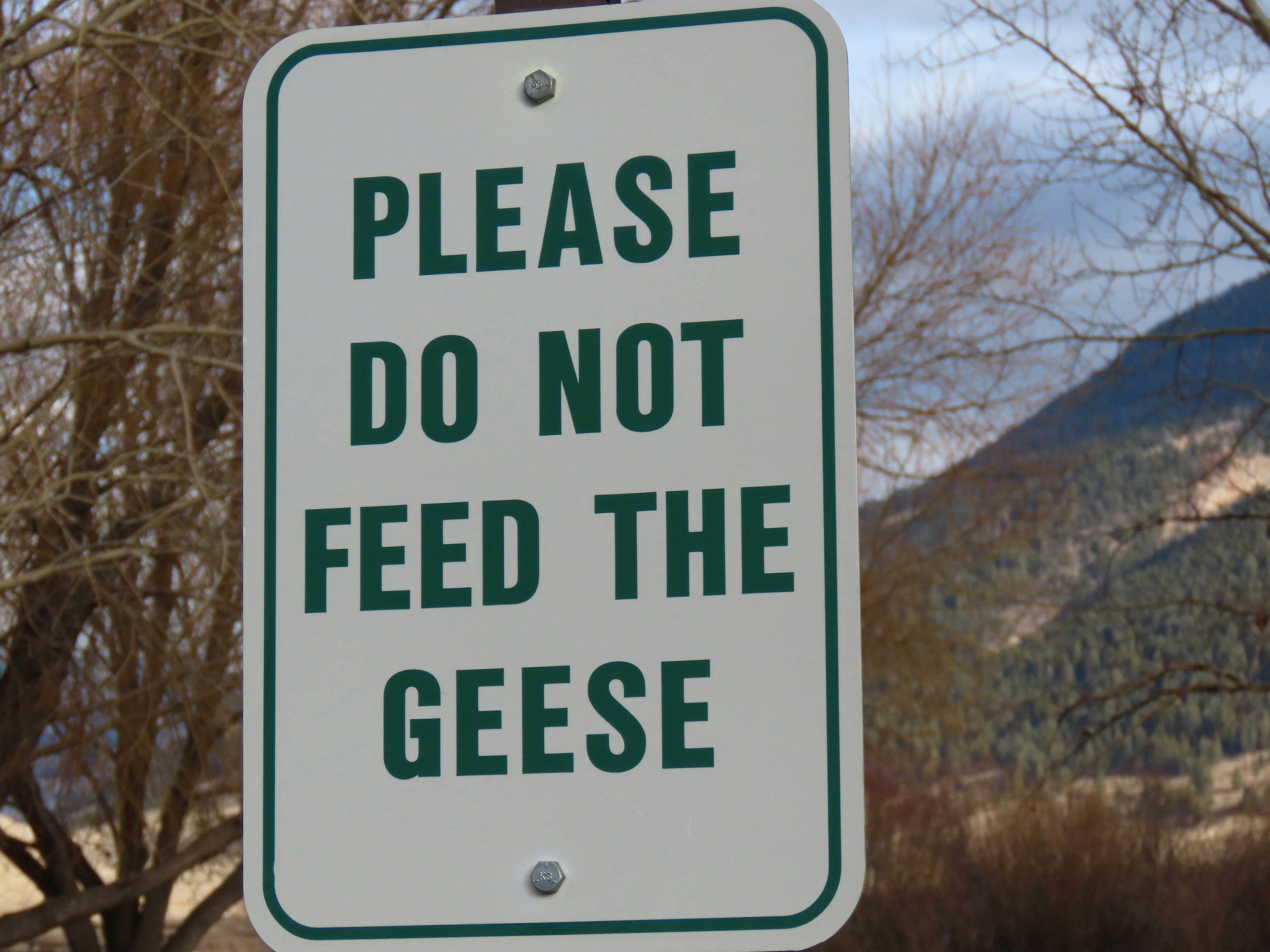A sign that says please do not feed the geese photo Free Usa Image on