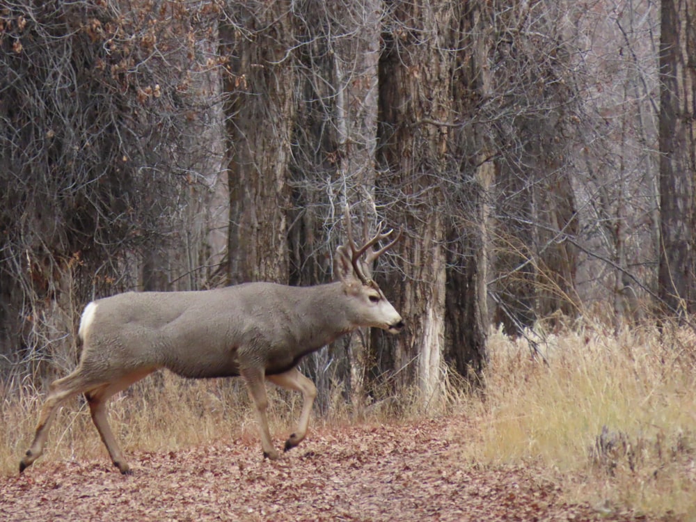 a deer that is walking in the woods