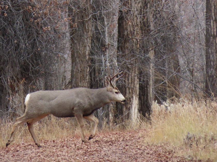 Montana prairie and badlands mule deer habitat in eastern Montana