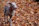 A Weimaraner dog with a sleek gray coat is running energetically on a ground covered with brown and orange autumn leaves. The ears of the dog are perked up, and it is wearing a red collar.