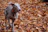 A Weimaraner dog with a sleek gray coat is running energetically on a ground covered with brown and orange autumn leaves. The ears of the dog are perked up, and it is wearing a red collar.