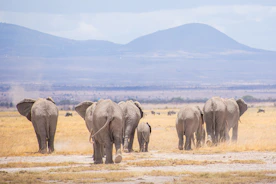 Elephants walking across the dusty plains of Amboseli with Mount Kilimanjaro in the background.