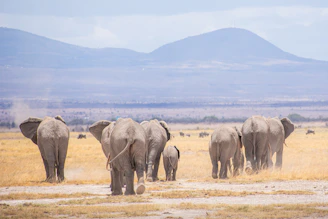 Elephants walking across the dusty plains of Amboseli with Mount Kilimanjaro in the background.