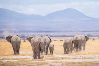 Elephants walking across the dusty plains of Amboseli with Mount Kilimanjaro in the background.