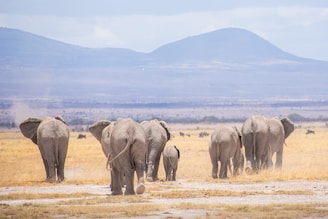 Elephants gracefully crossing a dusty trail in Amboseli with Mount Kilimanjaro in the background.