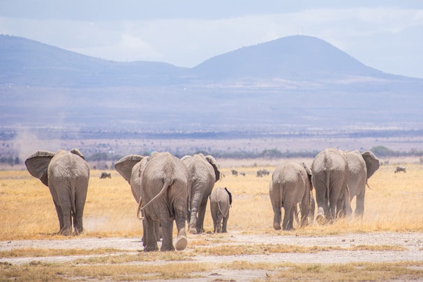 Elephants gracefully crossing a dusty trail in Amboseli with Mount Kilimanjaro in the background.