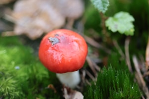 Fresh Shiitake Mushrooms