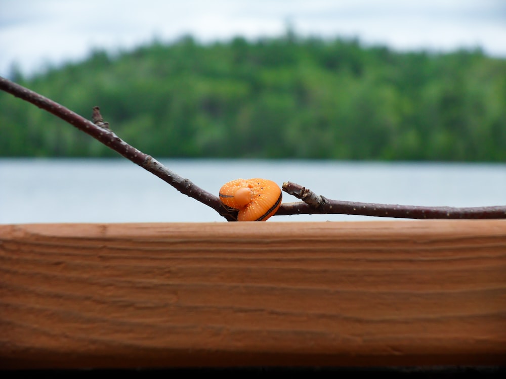 a piece of fruit sitting on top of a wooden table