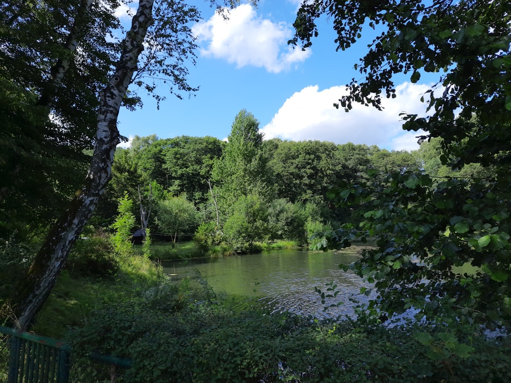 a pond surrounded by trees and bushes